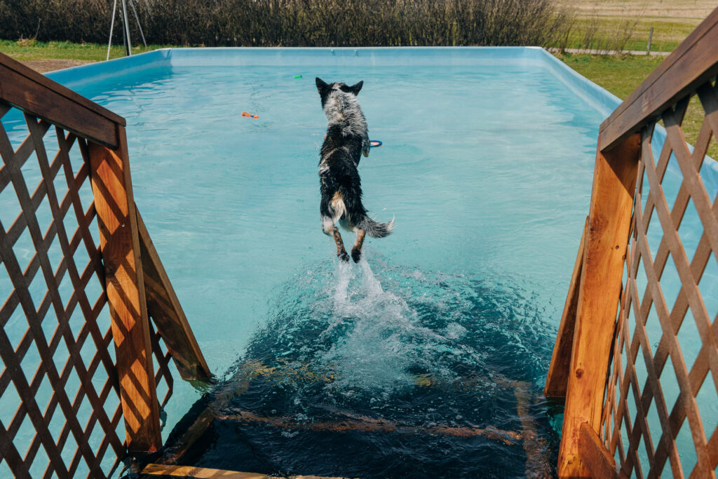 chien qui saute dans une piscine